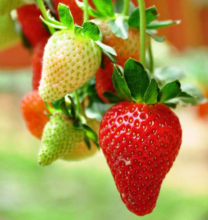 fraisier fraise