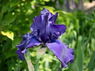 Iris barbus - Iris barbata