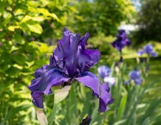 Iris barbus barbata plantation entretien