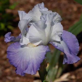 Iris barbus bleu blanche