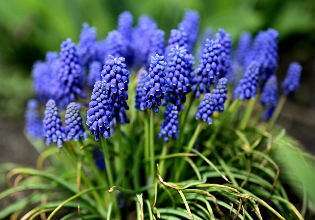 Muscari : plantation et conseils d'entretien d'une jolie fleur