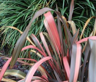 Phormium rouge
