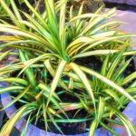 Phormium en pot