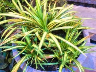 Phormium en pot