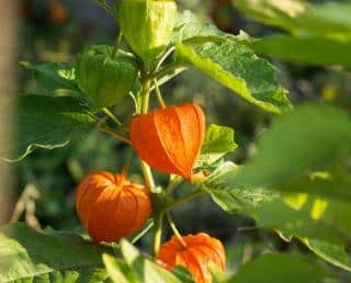 Physalis alkekengi