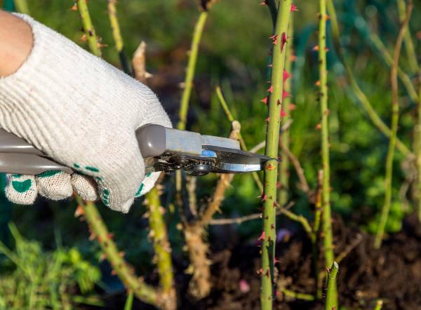 Rosier : plantation, conseils de taille et d'entretien des rosiers