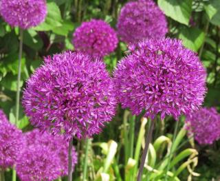 allium dans un jardin