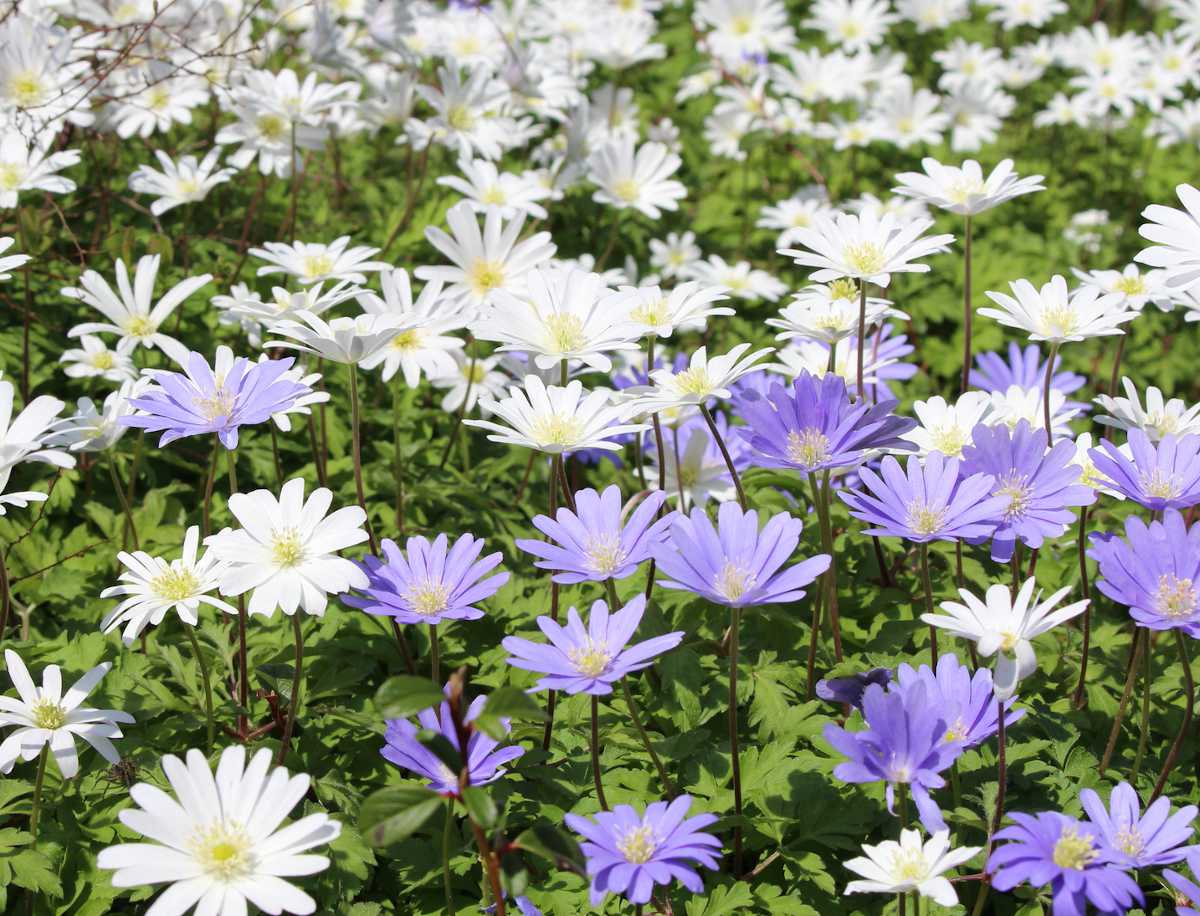 Anemone de Grèce : plantation et entretien pour une belle floraison