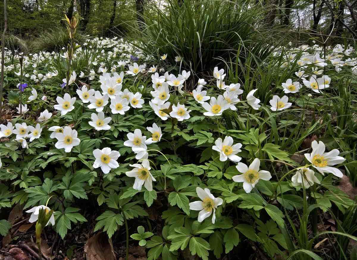 anemone variété