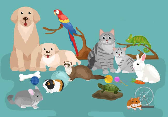 animaux compagnie conseil