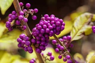 arbuste avec petites boules violettes - Callicarpa