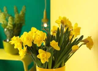 bouquet de narcisse au printemps