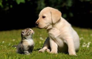 chat-et-chien-budget