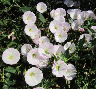 convolvulus