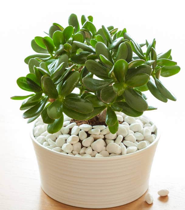 Crassula Ovata: Plante Succulente Résistante et Facile à Cultiver – La  Green Touch