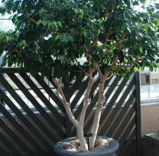 ficus entretien