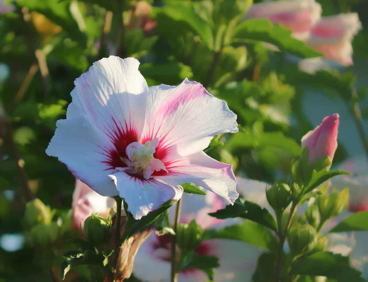 hibiscus syriacus