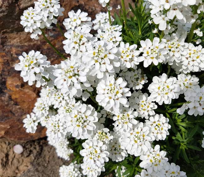 Corbeille d'argent (Ibéris) : plantation et entretien des fleurs