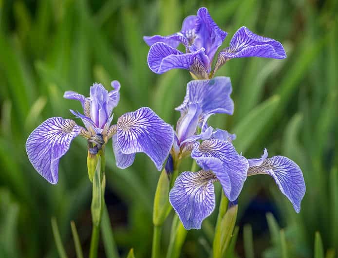 Iris : plantation et entretien des fleurs
