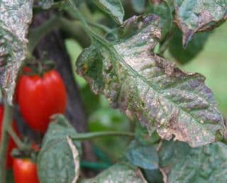 mildiou tomate