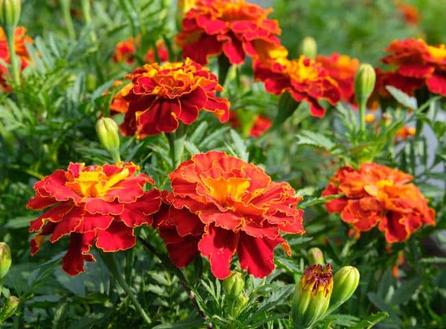 Œillet d'Inde - Société Nationale d'Horticulture de France