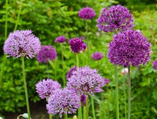 parterre allium