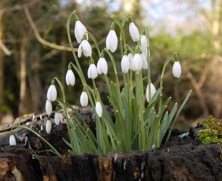 La plantation du perce neige