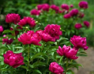 pivoine paeonia Entretien