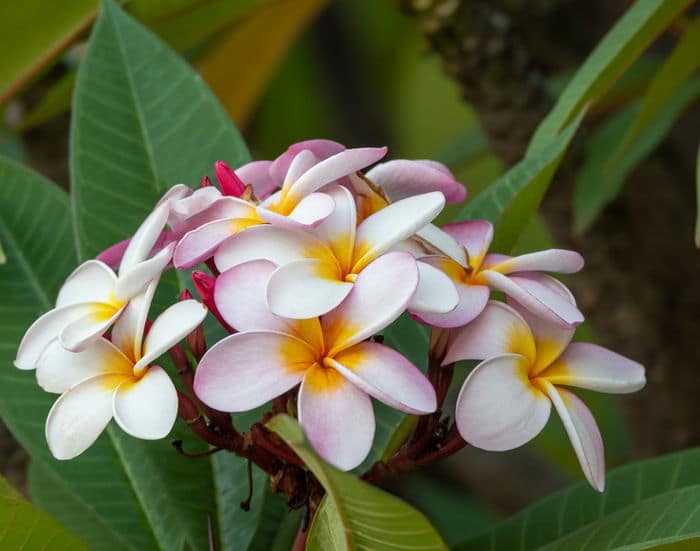 Plumeria : culture et conseils d'entretien