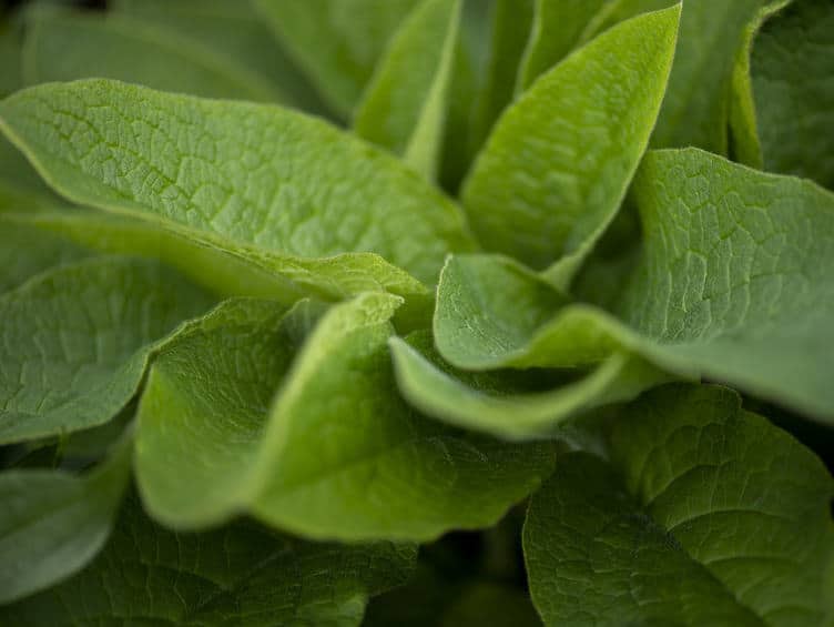 Purin de consoude : recette, utilisation au jardin et potager