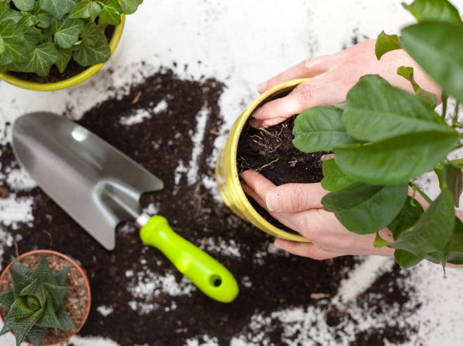 Plantation ou rempotage d'une plante d intérieur