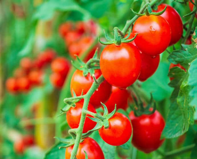 Jardinière de tomates cerises mix – Serres Belle-de-Jour