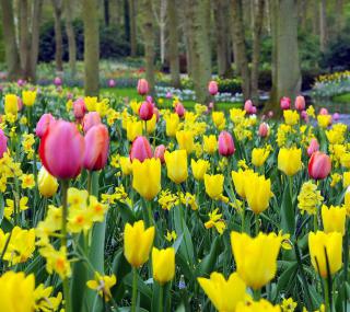 Tulipe : plantation et entretien pour une belle floraison