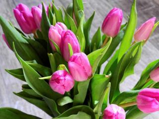 tulipe bouquet hiver