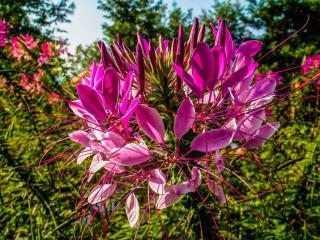 Cleome spinosa entretien