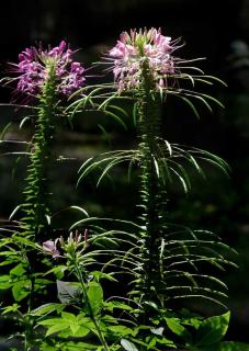 Cleome spinosa plantation