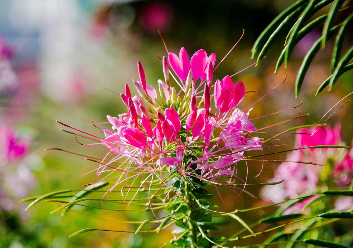 Cleome spinosa