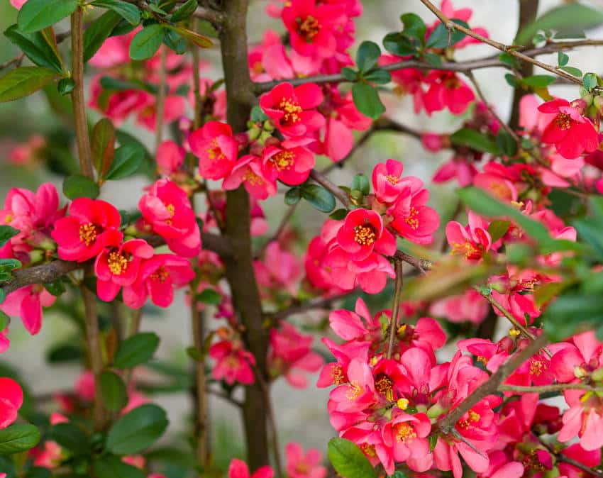 Cognassier Vranja En Pot - Arbre Fruitier Ancien, 2 Ans, 150-170 Cm