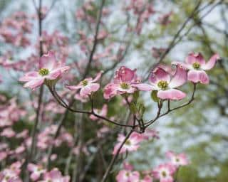 Cornus florida