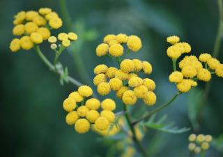 Immortelle d'Italie - plante a curry