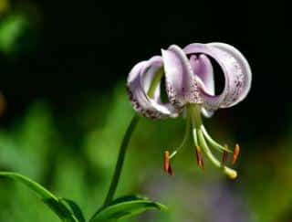 Lys martagon plantation