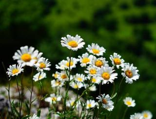 Marguerite fleur