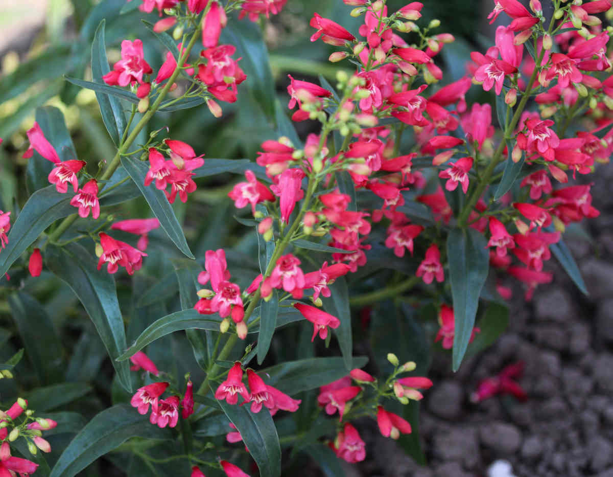 Penstemon