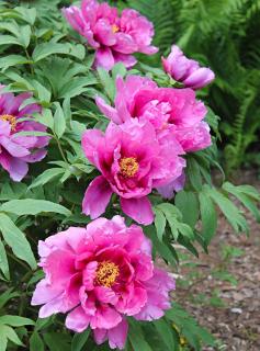 Pivoine arbustive