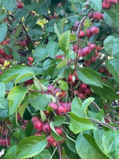 Pommier d'ornement malus everest