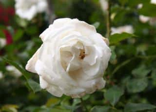 Rosier rose Annapurna