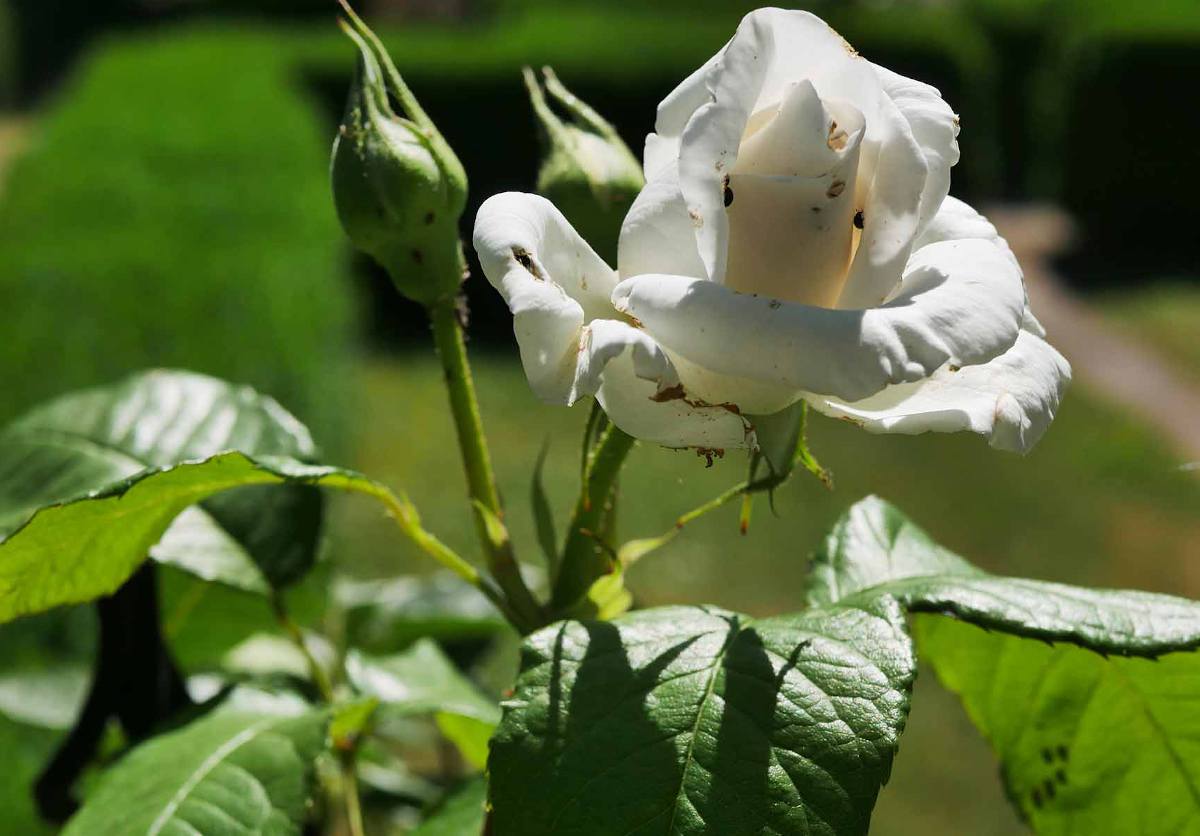 Rosier Annapurna : conditions de culture, parfum et floraison