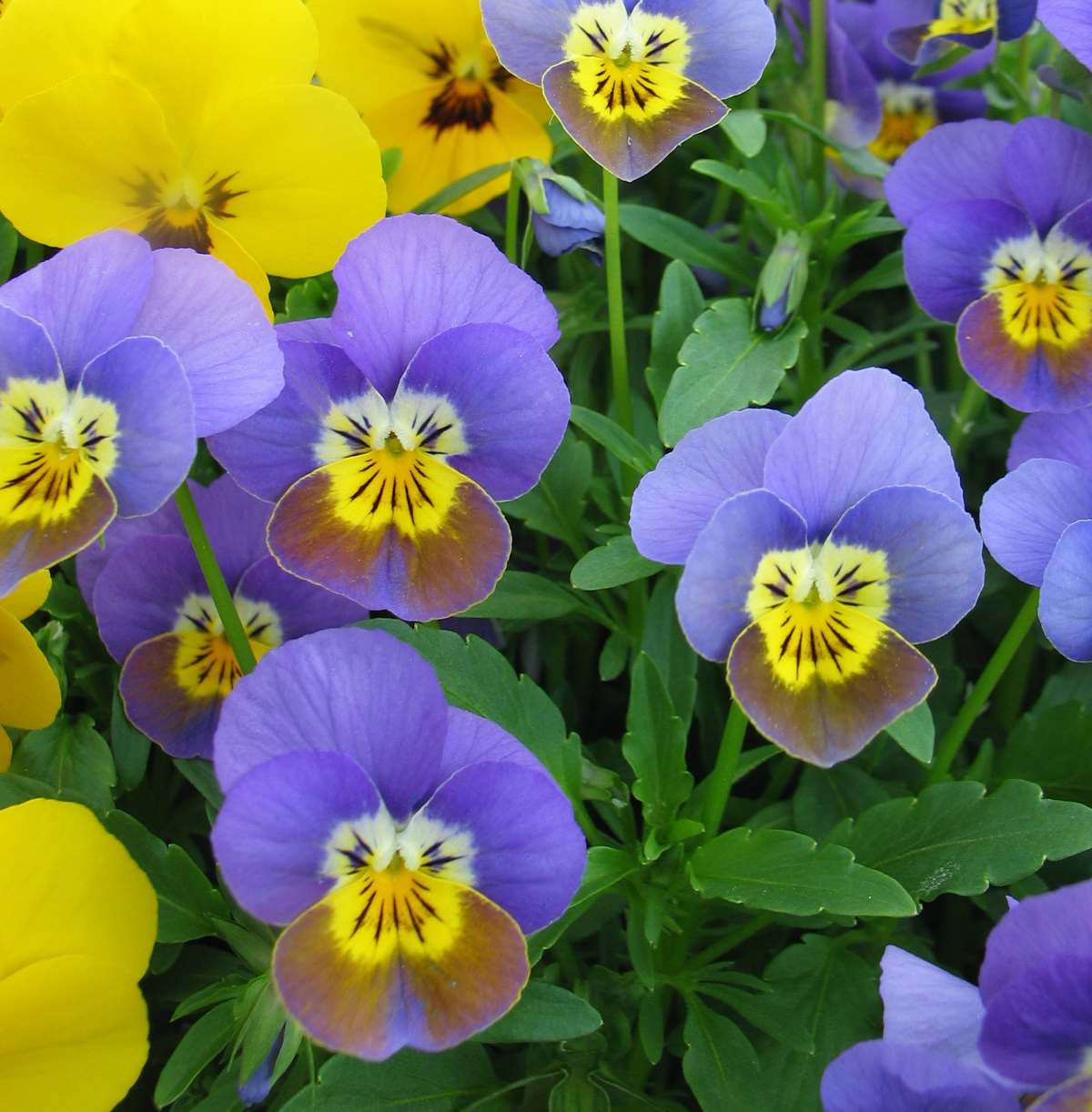 Viola cornuta : floraison, entretien, arrosage