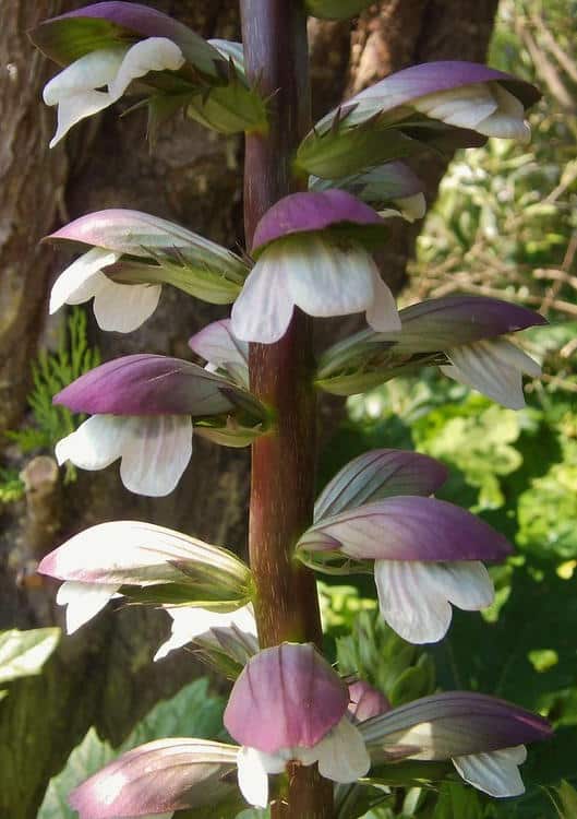 Acanthe : plantation, floraison et conseils d'entretien