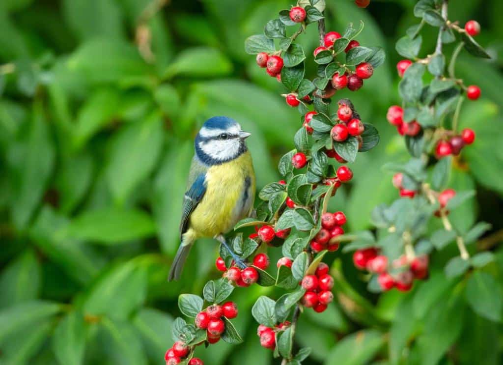 arbuste plante qui attire oiseau